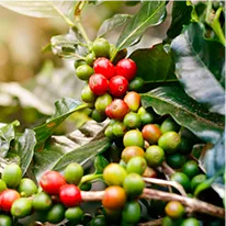 Vitamin Complex in Java Burn